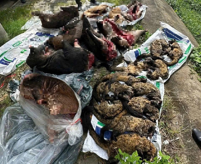 Xe khách chở lượng lớn thịt nghi động vật hoang dã qua hầm Hải Vân- Ảnh 3. Xe khách chở lượng lớn thịt nghi động vật hoang dã qua hầm Hải Vân- Ảnh 3.