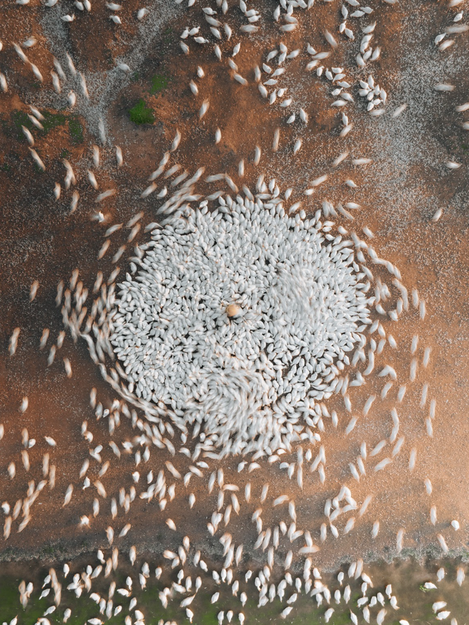 Dưới ch&acirc;n n&uacute;i B&agrave; Đen: Chuyện bầy vịt đồng trắng như tuyết  'bao v&acirc;y' chủ g&acirc;y sốt  - Ảnh 12.