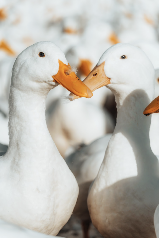 Dưới ch&acirc;n n&uacute;i B&agrave; Đen: Chuyện bầy vịt đồng trắng như tuyết  'bao v&acirc;y' chủ g&acirc;y sốt  - Ảnh 11.