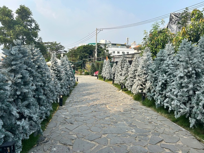 'C&ocirc;ng vi&ecirc;n Noel' với 200 c&acirc;y th&ocirc;ng, c&oacute; c&acirc;y cao hơn 7 m, h&uacute;t kh&aacute;ch  - Ảnh 1.