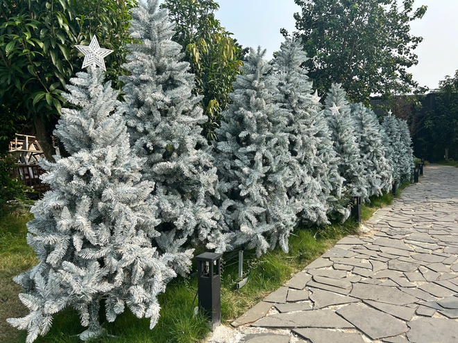 'C&ocirc;ng vi&ecirc;n Noel' với 200 c&acirc;y th&ocirc;ng, c&oacute; c&acirc;y cao hơn 7 m, h&uacute;t kh&aacute;ch  - Ảnh 2.