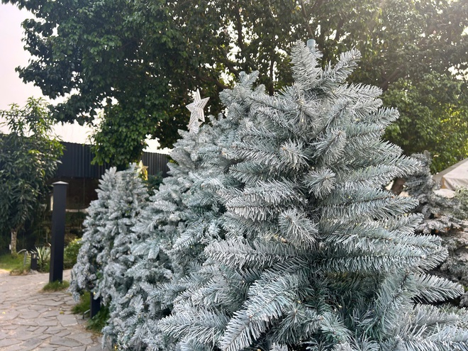 'C&ocirc;ng vi&ecirc;n Noel' với 200 c&acirc;y th&ocirc;ng, c&oacute; c&acirc;y cao hơn 7 m, h&uacute;t kh&aacute;ch  - Ảnh 3.