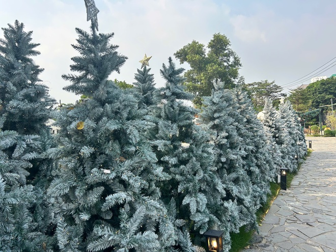 'C&ocirc;ng vi&ecirc;n Noel' với 200 c&acirc;y th&ocirc;ng, c&oacute; c&acirc;y cao hơn 7 m, h&uacute;t kh&aacute;ch  - Ảnh 4.