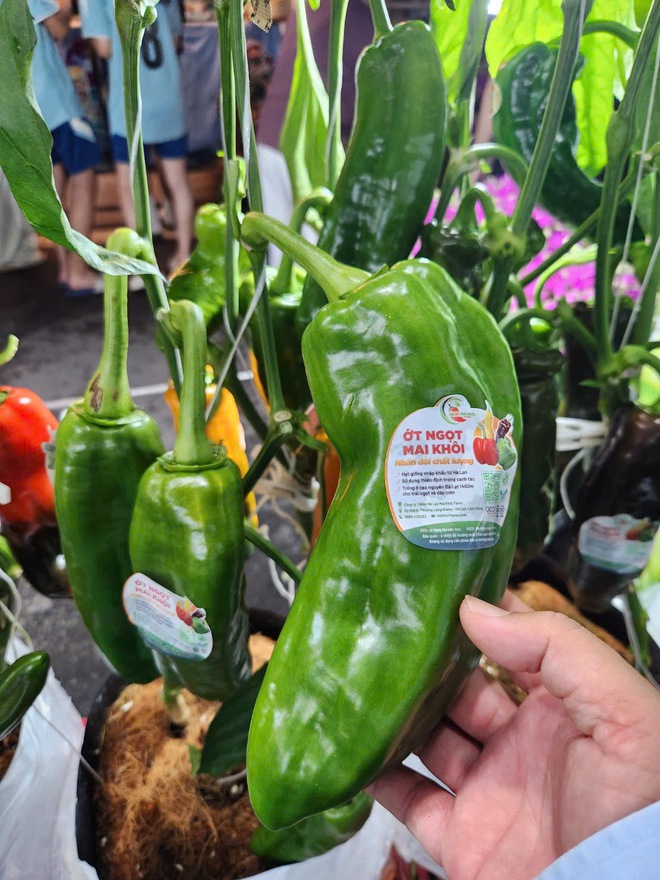 Chuối b&agrave;n tay, na sầu ri&ecirc;ng... g&acirc;y t&ograve; m&ograve; tại phi&ecirc;n chợ n&ocirc;ng sản v&ugrave;ng miền B&igrave;nh Đ&ocirc;ng - Ảnh 8.