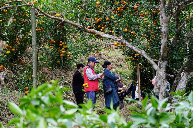 Mùa cam chín vàng ở đặc khu Vân Đồn- Ảnh 10. Mùa cam chín vàng ở đặc khu Vân Đồn- Ảnh 10.