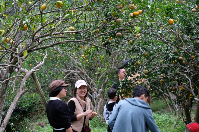 Mùa cam chín vàng ở đặc khu Vân Đồn- Ảnh 11. Mùa cam chín vàng ở đặc khu Vân Đồn- Ảnh 11.