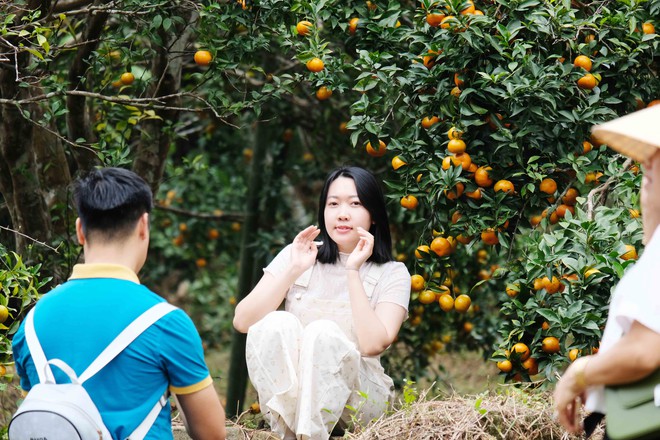 Mùa cam chín vàng ở đặc khu Vân Đồn- Ảnh 9. Mùa cam chín vàng ở đặc khu Vân Đồn- Ảnh 9.