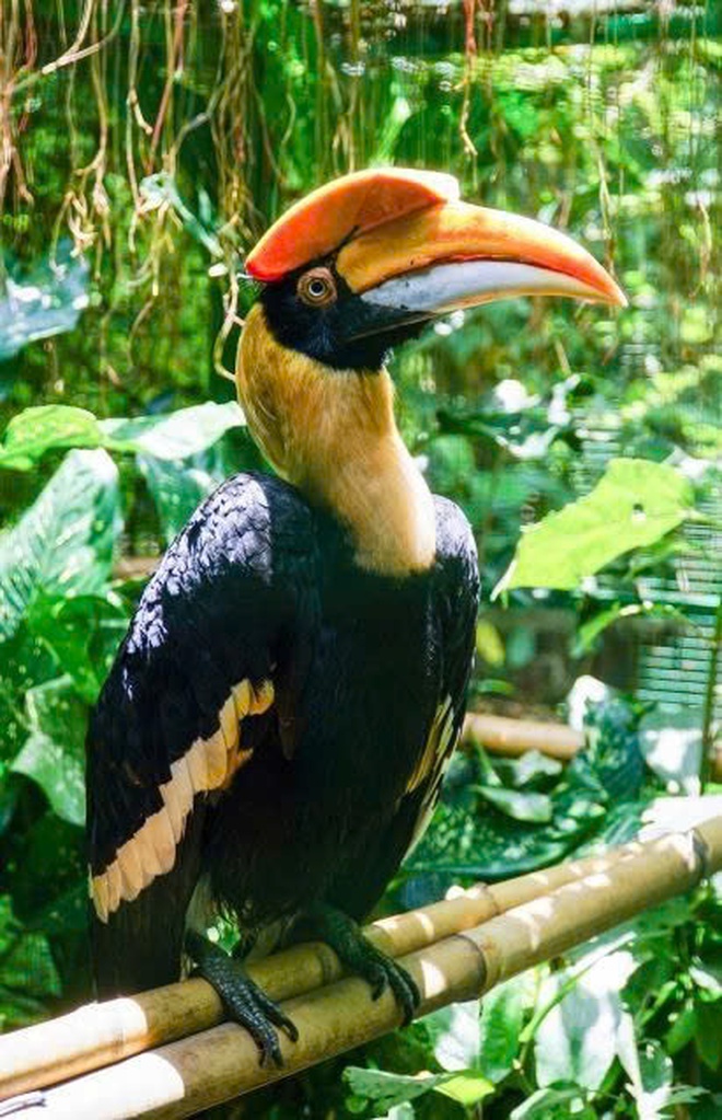 Chim hồng hoàng chung thủy sống một vợ một chồng sắp nguy cấp trong Sách đỏ - Ảnh 3.