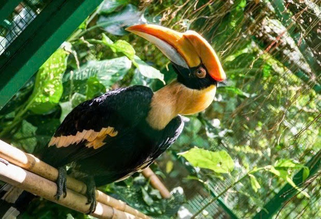 Chim hồng hoàng chung thủy sống một vợ một chồng sắp nguy cấp trong Sách đỏ - Ảnh 4.