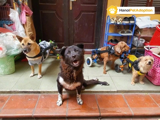 Chim Cú lợn Cú Đá hồi sinh kỳ diệu Sau khi bị Đá ra bãi rác - Ảnh 5. Chim Cú lợn Cú Đá hồi sinh kỳ diệu Sau khi bị Đá ra bãi rác - Ảnh 5.