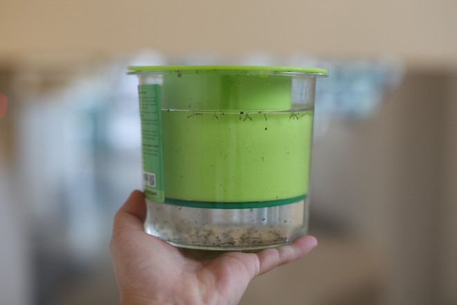 Thiết bị bắt muỗi từ trứng nước của người Việt  - Ảnh 4.