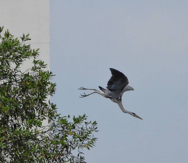 Khoảnh khắc đẹp: Thích thú ngắm chim, cò đớp mồi giữa lòng 'khu nhà giàu' ở TP.HCM - Ảnh 12.