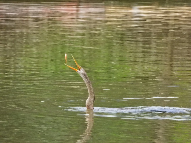 Khoảnh khắc đẹp: Thích thú ngắm chim, cò đớp mồi giữa lòng 'khu nhà giàu' ở TP.HCM - Ảnh 10.
