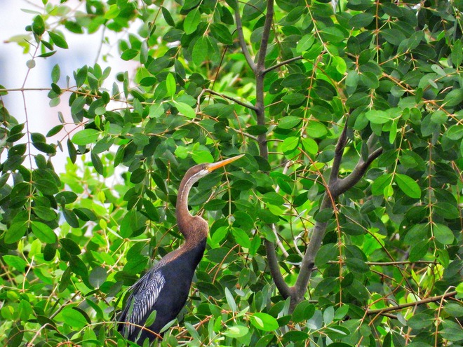 Khoảnh khắc đẹp: Thích thú ngắm chim, cò đớp mồi giữa lòng 'khu nhà giàu' ở TP.HCM - Ảnh 11.