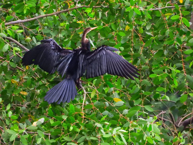 Khoảnh khắc đẹp: Thích thú ngắm chim, cò đớp mồi giữa lòng 'khu nhà giàu' ở TP.HCM - Ảnh 9.