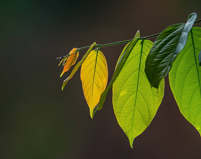 Khoảnh khắc đẹp: Thích thú ngắm chim, cò đớp mồi giữa lòng 'khu nhà giàu' ở TP.HCM - Ảnh 13.