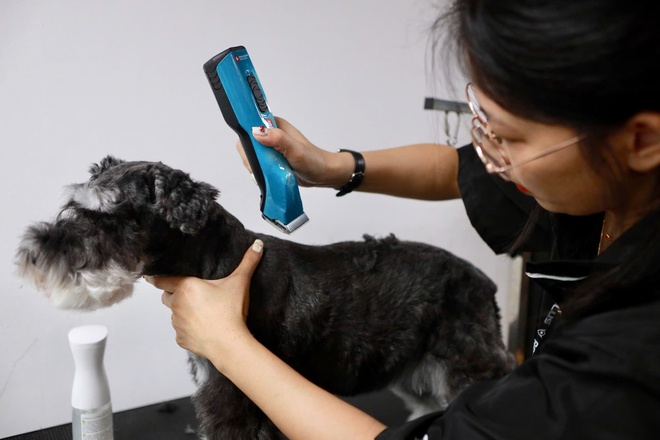 L&agrave;m đẹp th&uacute; cưng ở TP.HCM: &Aacute;p lực 'khủng' với kh&aacute;ch h&agrave;ng 4 ch&acirc;n- Ảnh 3.