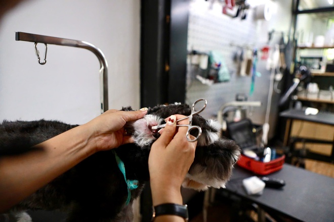 L&agrave;m đẹp th&uacute; cưng ở TP.HCM: &Aacute;p lực 'khủng' với kh&aacute;ch h&agrave;ng 4 ch&acirc;n- Ảnh 2.