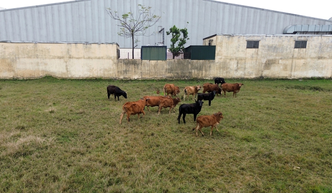 Cận cảnh 2 dự &aacute;n 'treo' cả thập kỷ, Nam Định xin Thủ tướng gỡ vướng- Ảnh 4.