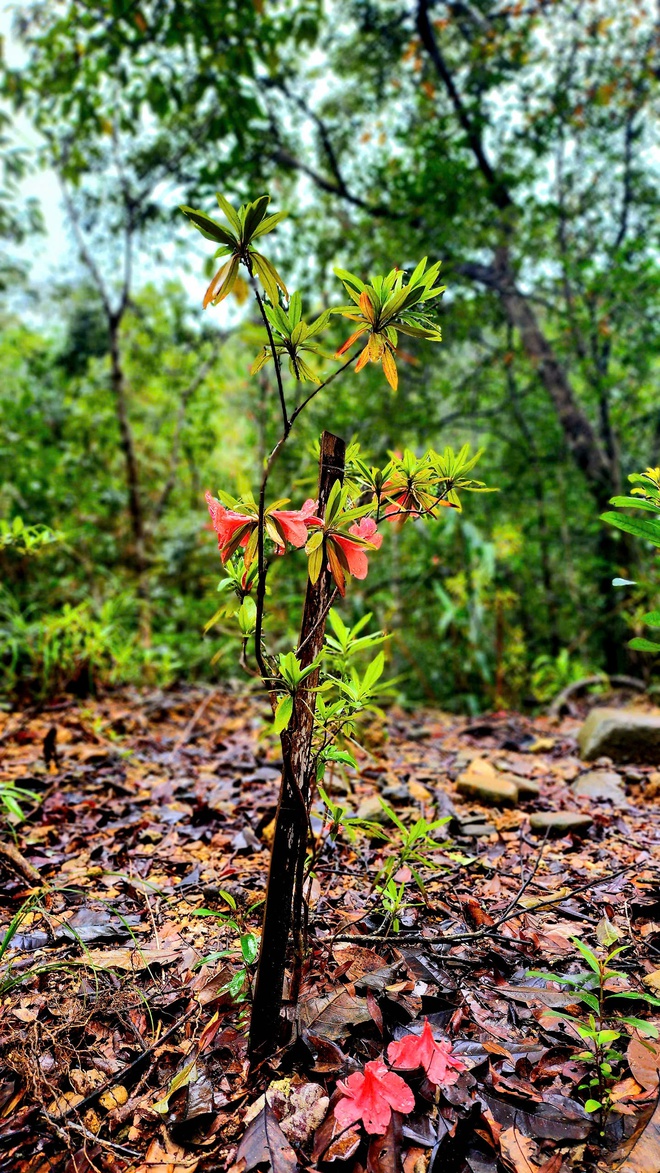 Trekking Vườn quốc gia Bạch Mã: Không lấy gì ngoài những bức ảnh đẹp!- Ảnh 14.