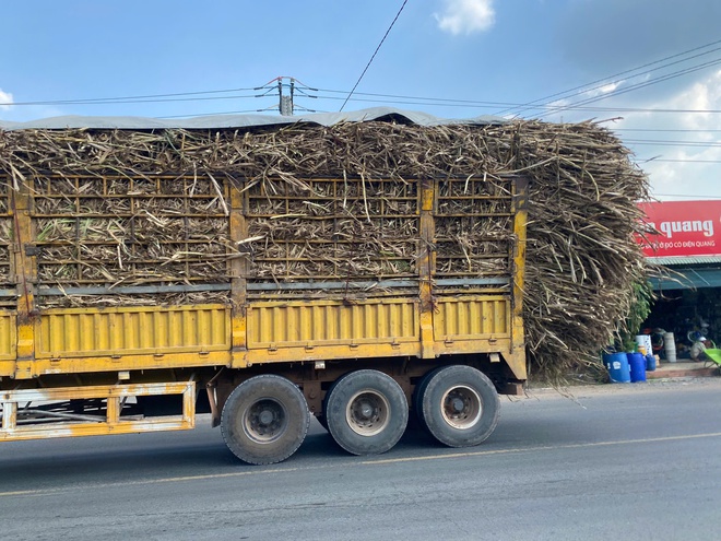 Tây Ninh: Xe chở mía dấu hiệu quá khổ lưu thông \'bát nháo\' trên đường tỉnh 785- Ảnh 4.