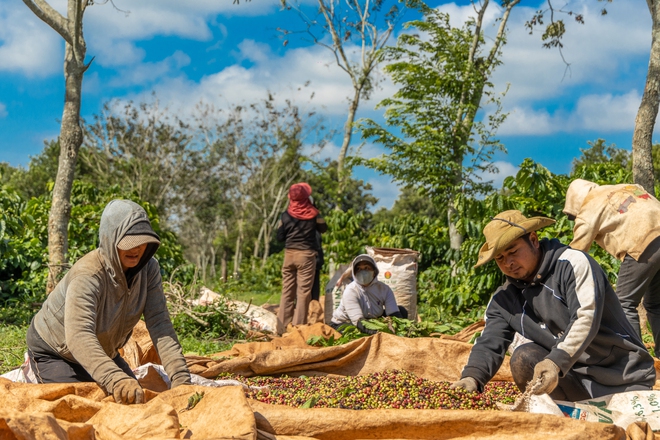 Thời cơ vàng cho cà phê Việt Nam- Ảnh 4.