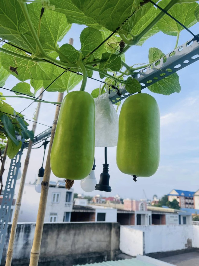 Vườn nho tr&ecirc;n s&acirc;n thượng sai trĩu quả của c&ocirc; g&aacute;i xinh đẹp - Ảnh 8.