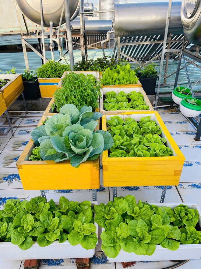 Vườn nho tr&ecirc;n s&acirc;n thượng sai trĩu quả của c&ocirc; g&aacute;i xinh đẹp - Ảnh 10.