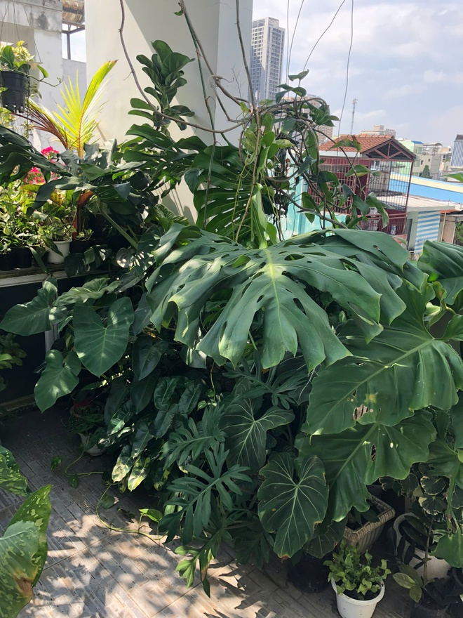 Ch&agrave;ng trai trồng vườn kiểng l&aacute; xanh mướt tr&ecirc;n s&acirc;n thượng - Ảnh 4.