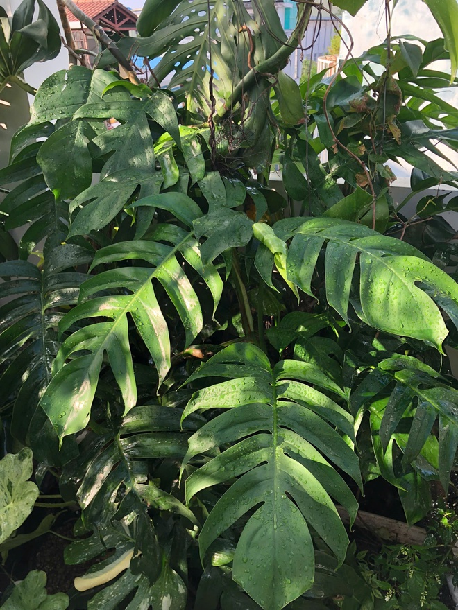 Ch&agrave;ng trai trồng vườn kiểng l&aacute; xanh mướt tr&ecirc;n s&acirc;n thượng - Ảnh 3.