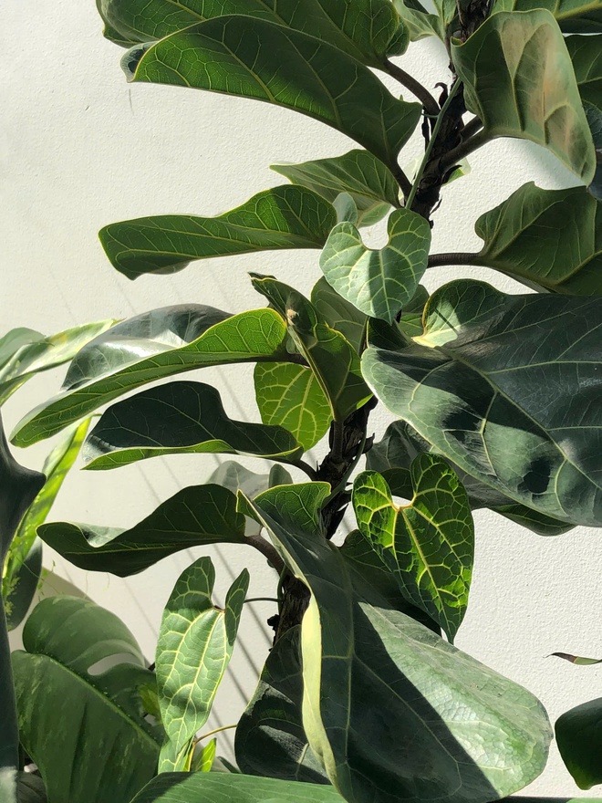 Ch&agrave;ng trai trồng vườn kiểng l&aacute; xanh mướt tr&ecirc;n s&acirc;n thượng - Ảnh 10.