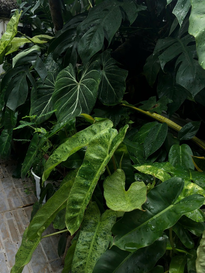 Ch&agrave;ng trai trồng vườn kiểng l&aacute; xanh mướt tr&ecirc;n s&acirc;n thượng - Ảnh 5.