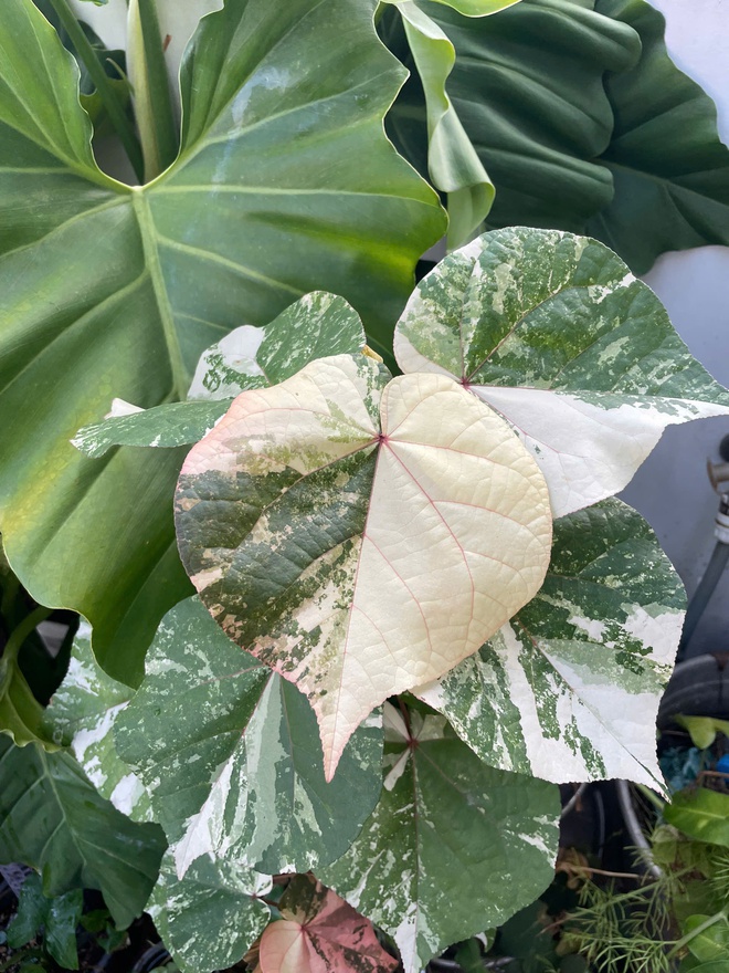 Ch&agrave;ng trai trồng vườn kiểng l&aacute; xanh mướt tr&ecirc;n s&acirc;n thượng - Ảnh 8.