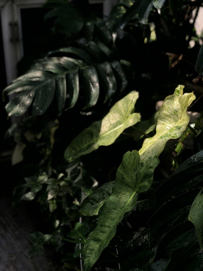 Ch&agrave;ng trai trồng vườn kiểng l&aacute; xanh mướt tr&ecirc;n s&acirc;n thượng - Ảnh 6.