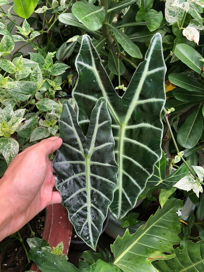 Ch&agrave;ng trai trồng vườn kiểng l&aacute; xanh mướt tr&ecirc;n s&acirc;n thượng - Ảnh 7.