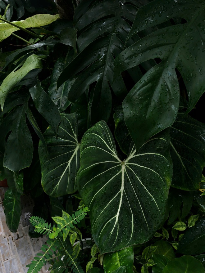 Ch&agrave;ng trai trồng vườn kiểng l&aacute; xanh mướt tr&ecirc;n s&acirc;n thượng - Ảnh 9.