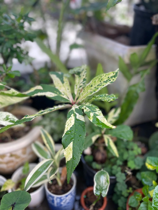 Ch&agrave;ng trai trồng vườn kiểng l&aacute; xanh mướt tr&ecirc;n s&acirc;n thượng - Ảnh 11.