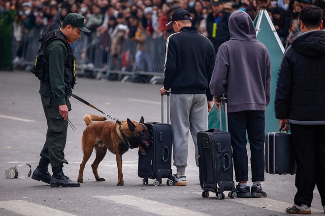 Kỵ binh, cảnh khuyển tr&igrave;nh diễn tr&ecirc;n phố đi bộ hồ Gươm- Ảnh 18.