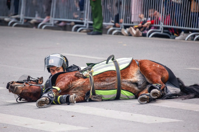 Kỵ binh, cảnh khuyển tr&igrave;nh diễn tr&ecirc;n phố đi bộ hồ Gươm- Ảnh 8.
