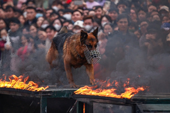 Kỵ binh, cảnh khuyển tr&igrave;nh diễn tr&ecirc;n phố đi bộ hồ Gươm- Ảnh 25.