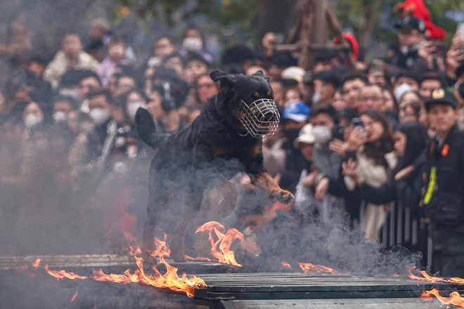 Kỵ binh, cảnh khuyển tr&igrave;nh diễn tr&ecirc;n phố đi bộ hồ Gươm- Ảnh 24.