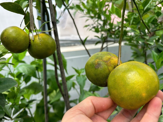 Khu vườn s&acirc;n thượng cho tr&aacute;i quanh năm của &ocirc;ng bố 9X - Ảnh 3.