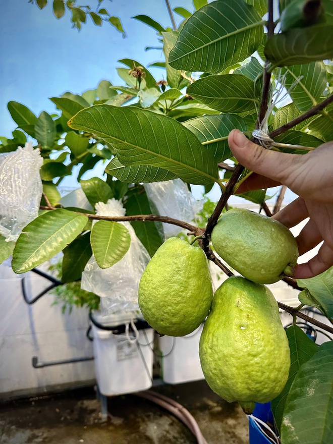 Khu vườn s&acirc;n thượng cho tr&aacute;i quanh năm của &ocirc;ng bố 9X - Ảnh 4.