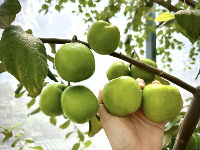 Khu vườn s&acirc;n thượng cho tr&aacute;i quanh năm của &ocirc;ng bố 9X - Ảnh 2.