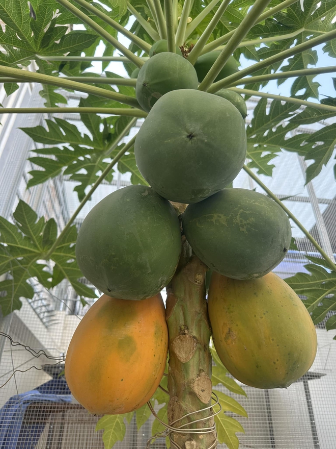 Khu vườn s&acirc;n thượng cho tr&aacute;i quanh năm của &ocirc;ng bố 9X - Ảnh 5.