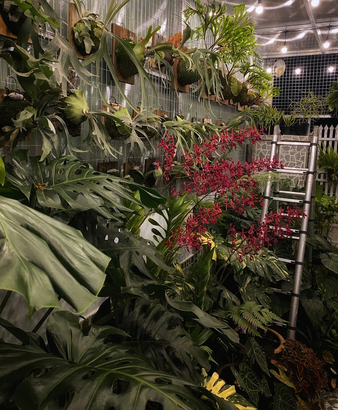 Ch&agrave;ng trai trồng vườn kiểng l&aacute; xanh mướt tr&ecirc;n s&acirc;n thượng - Ảnh 19.