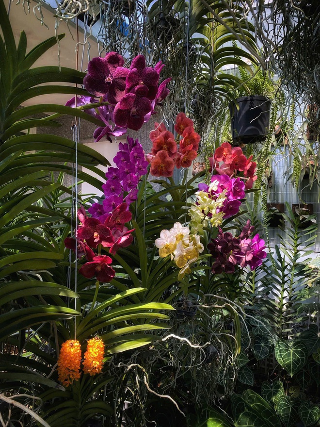 Ch&agrave;ng trai trồng vườn kiểng l&aacute; xanh mướt tr&ecirc;n s&acirc;n thượng - Ảnh 17.