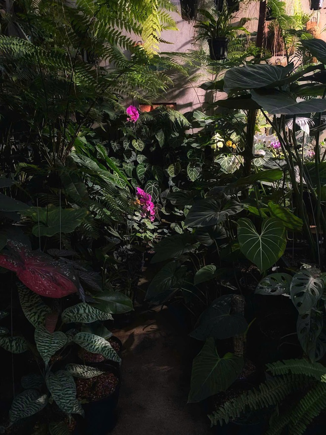 Ch&agrave;ng trai trồng vườn kiểng l&aacute; xanh mướt tr&ecirc;n s&acirc;n thượng - Ảnh 18.