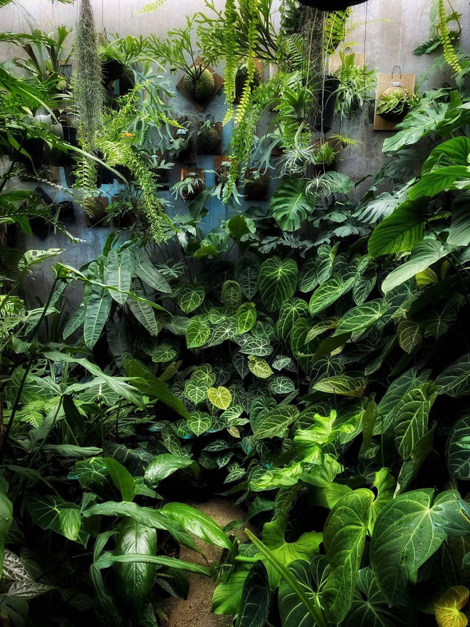 Ch&agrave;ng trai trồng vườn kiểng l&aacute; xanh mướt tr&ecirc;n s&acirc;n thượng - Ảnh 16.