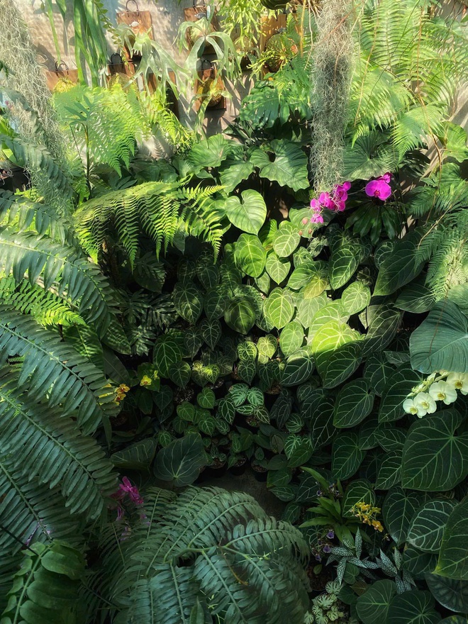 Ch&agrave;ng trai trồng vườn kiểng l&aacute; xanh mướt tr&ecirc;n s&acirc;n thượng - Ảnh 15.